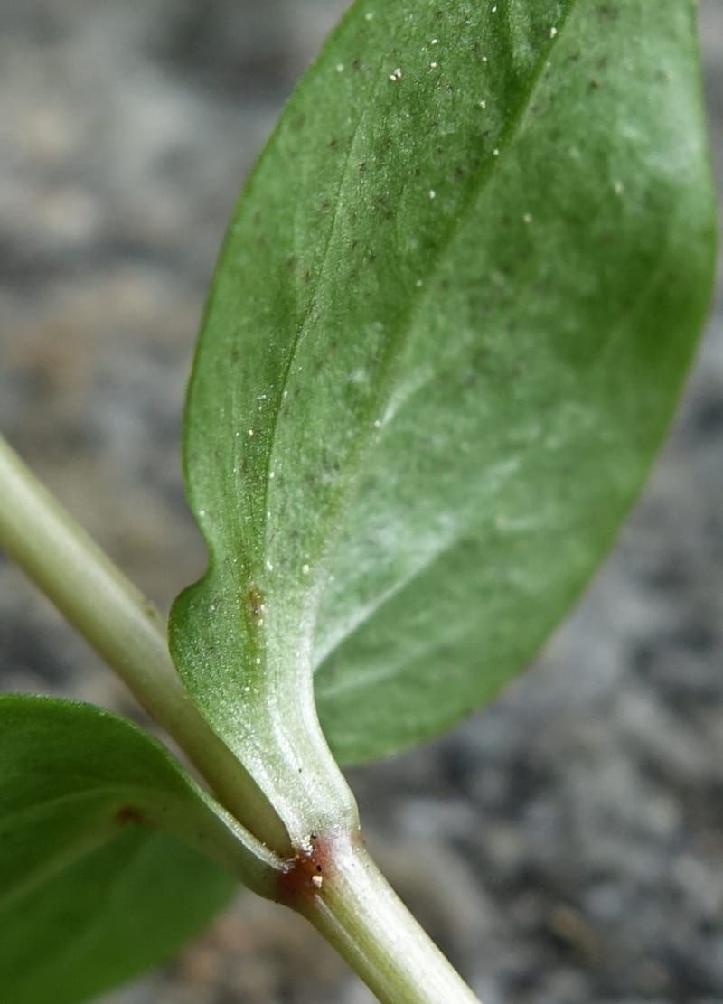 Lysimachia nemorum, Davidson, C 13258--Switzerland. Oberwald. Chapel St. Nikolas. 2 Jul 2016. DSC07728 (545).JPG