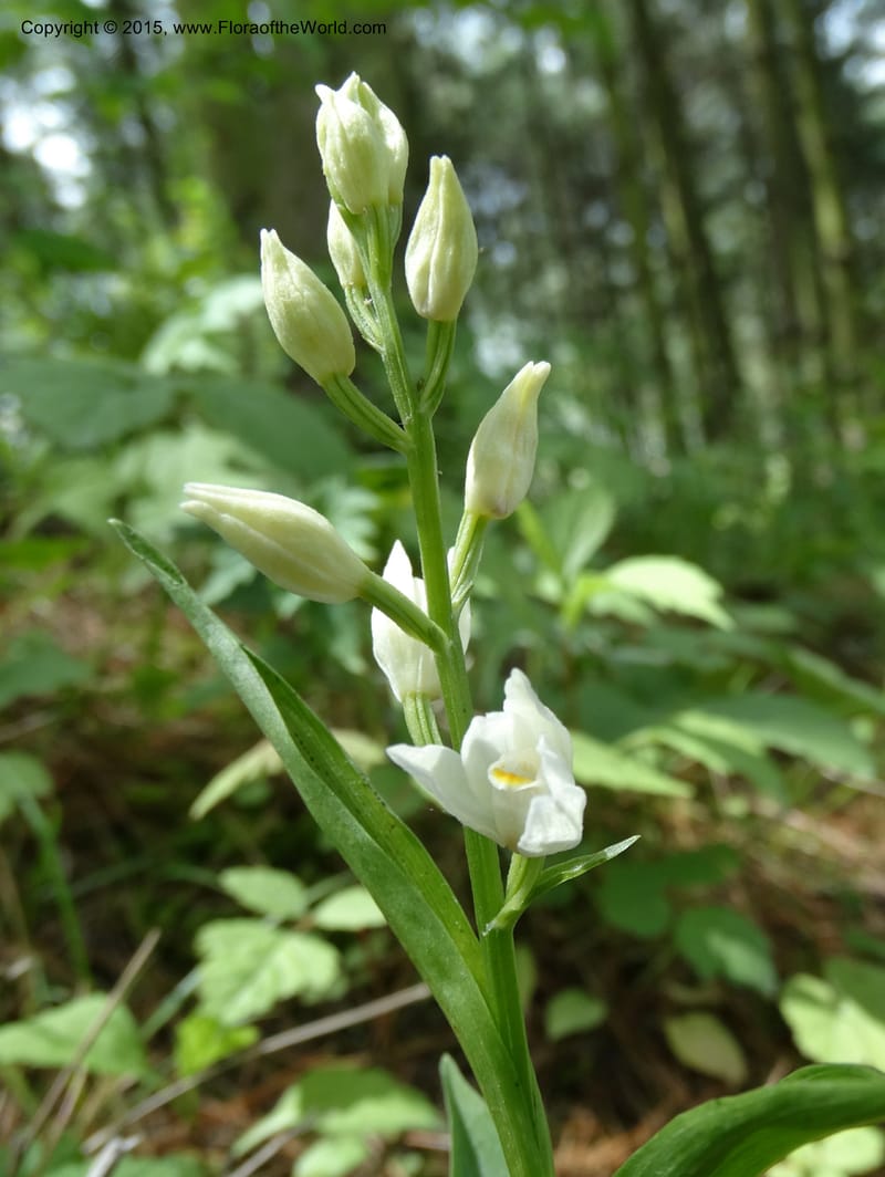 Cephalanthera longifolia, Boufford, D 43592--China. Sichuan. Tudiling Tunnel. 6 May 2014. DSC03860 (91).JPG