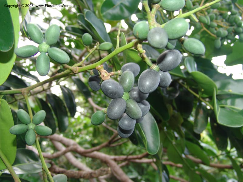 Simarouba amara, AAraujoM1588--Bolivia. Pq. Nac. Madidi. Laguna Chalalan. 26 Nov 04. 500.jpg
