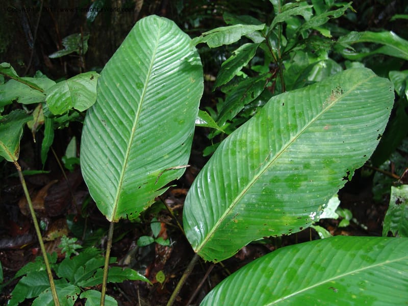 Calathea, RVasquez31589--Peru. Prov.  Oxa. Estac. Paujil. Camino  Pozo Tigre. 17 Oct 06. 384.jpg