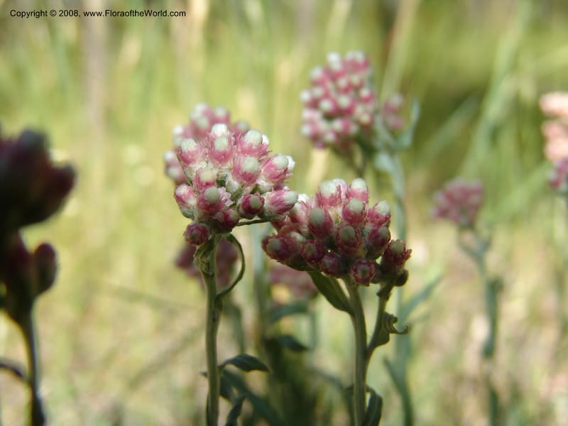 Antennaria rosea, CDavidson11091--ID. Idaho Co. Warren Wagon Rd., Sesesh Meadow. 8 Jul 07. 038.jpg