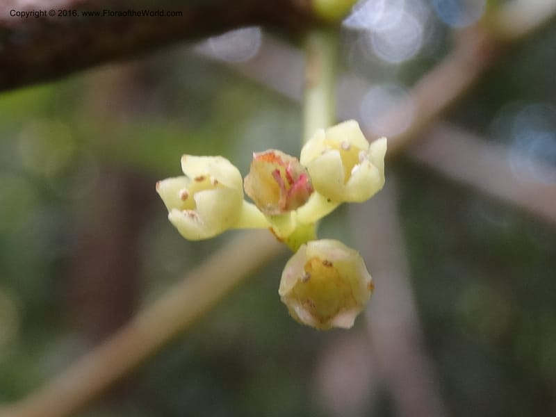 Dufrenoya, Davidson, C 12918--Sabah. Kinabalu Nat. Park. Bundu Tuhan View Trail. 28 Mar 2015. DSC00951 (19).JPG