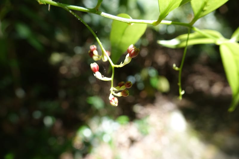 Petermannia cirrosa, Davidsonm C 13363--Australia. Qld. Springbrook N.P. Mt. Cougal Sect. 19 Oct 2016. DSC03346 (3).JPG