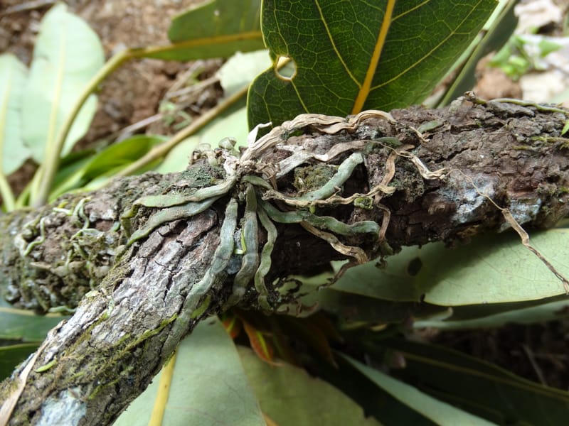 Taeniophyllum, Not coll.--Fiji. Past Valeni village. 6 Nov 2015. DSC00022.JPG