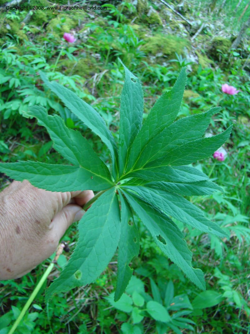 Slovenia. 3 km S of Kozina. 17 May 08. 105.jpg