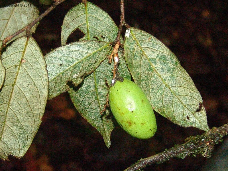 Couepia, RVasquez31559--Peru. Prov. Oxa. Estac. Paujil. Send. El Mirador. 16 Oct 06. 455.jpg