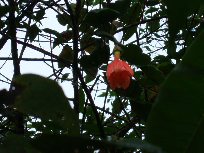 Passiflor...DN16042,Ecuador.Prov.ZamoraC.Tapichalaca Lodge26Sep2007 067.jpg