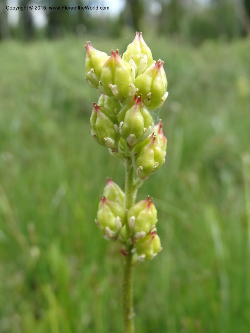 Triantha glutinosa ssp. montana, Davidson, C , 12615--ID. Valley Co. Squaw Meadows. 21 Jul 2014. DSC01022 (1).JPG