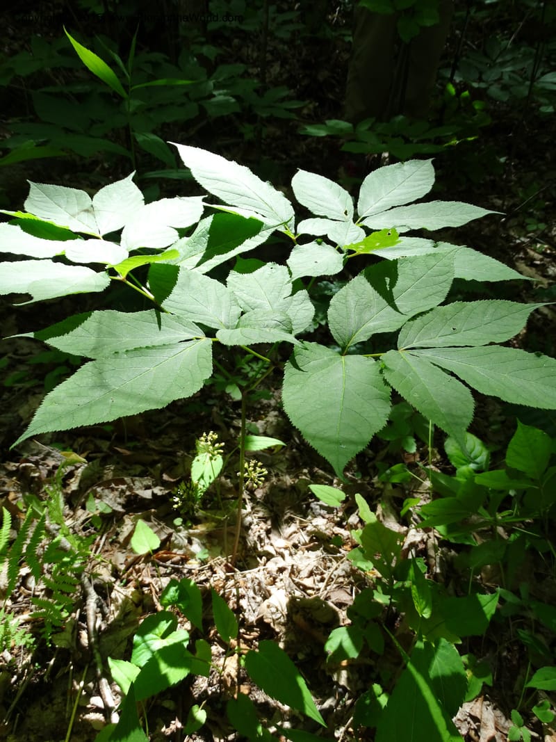 Aralia nudicaulis, Davidson, C 12999--North Carolina. Macon Co. Horse Cove Rd. 14 May 2015. DSC05455 (3).JPG