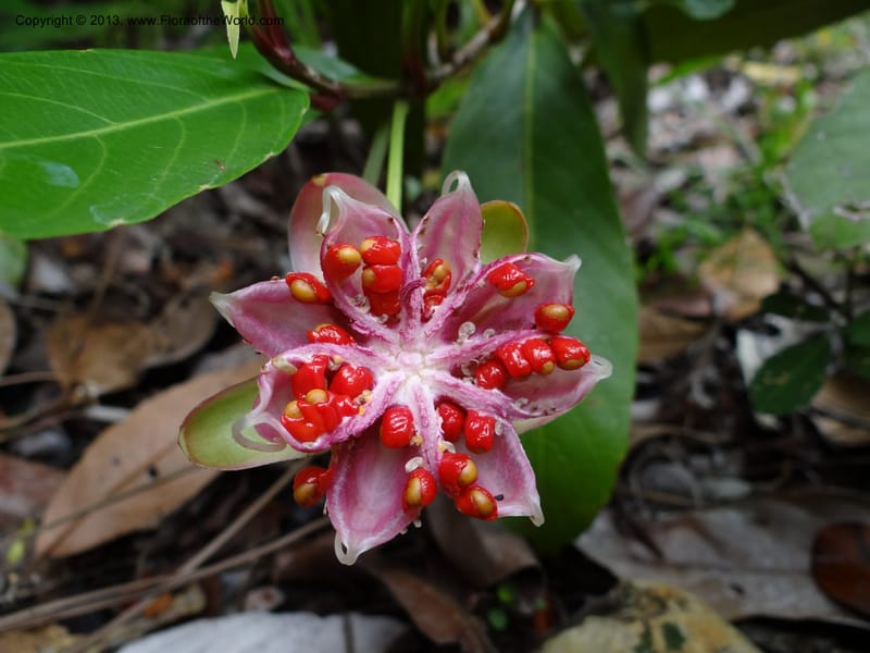 Dillenia, SAN.153248--Malaysia, Sabah. Tawai For. Res. 9 Apr 2012. DSC07890 (210).JPG