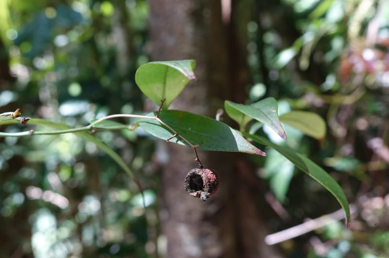 Petermannia cirrosa, Davidsonm C 13363--Australia. Qld. Springbrook N.P. Mt. Cougal Sect. 19 Oct 2016. DSC03346 (15).JPG