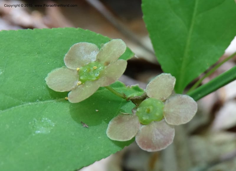 Euonymus obovatus, Davidson, C 12987--North Carolina. Clay Co. Perry Gap Rd, Barnard's Cr. 13 May 2015. DSC04860 (216).JPG