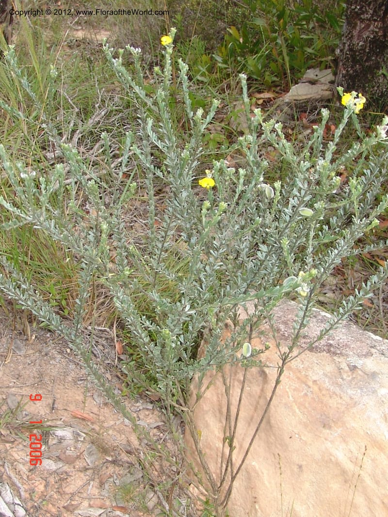 Crotalaria sp. unk., Not  collected-Madagascar. 9 Jan 2006  066 (15).jpg