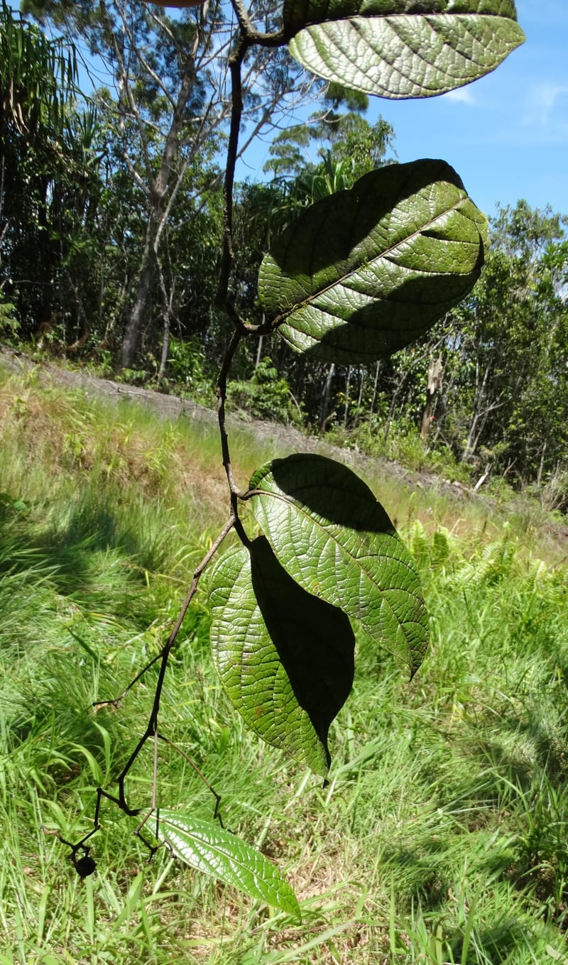 Cryptocarya constricta, Munzinger, J 7371--Fiji. Wailevu Rd. 6 Nov 2015. DSC09880 (5).JPG
