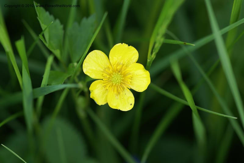 Ranunculus, C. Davidson 11201--Slovenia, Notranjska Region, Meadow near Planina and Unica River, 16 May 2008. (2).JPG