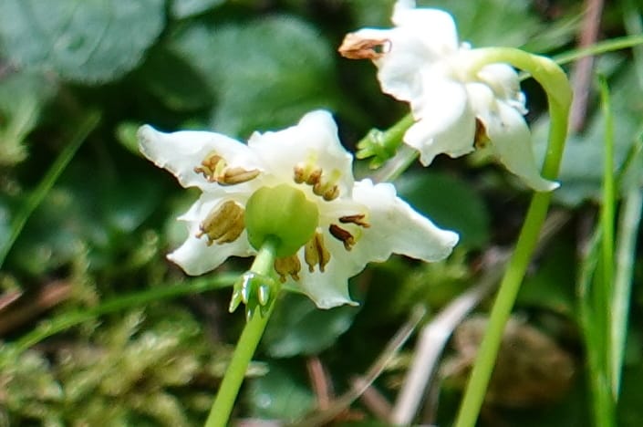 Moneses uniflora, C. Davidson 14039--ID. Valley Co. Sylvan Cr. Payette Lake. 31 July 2019. DSC01112 (18).JPG