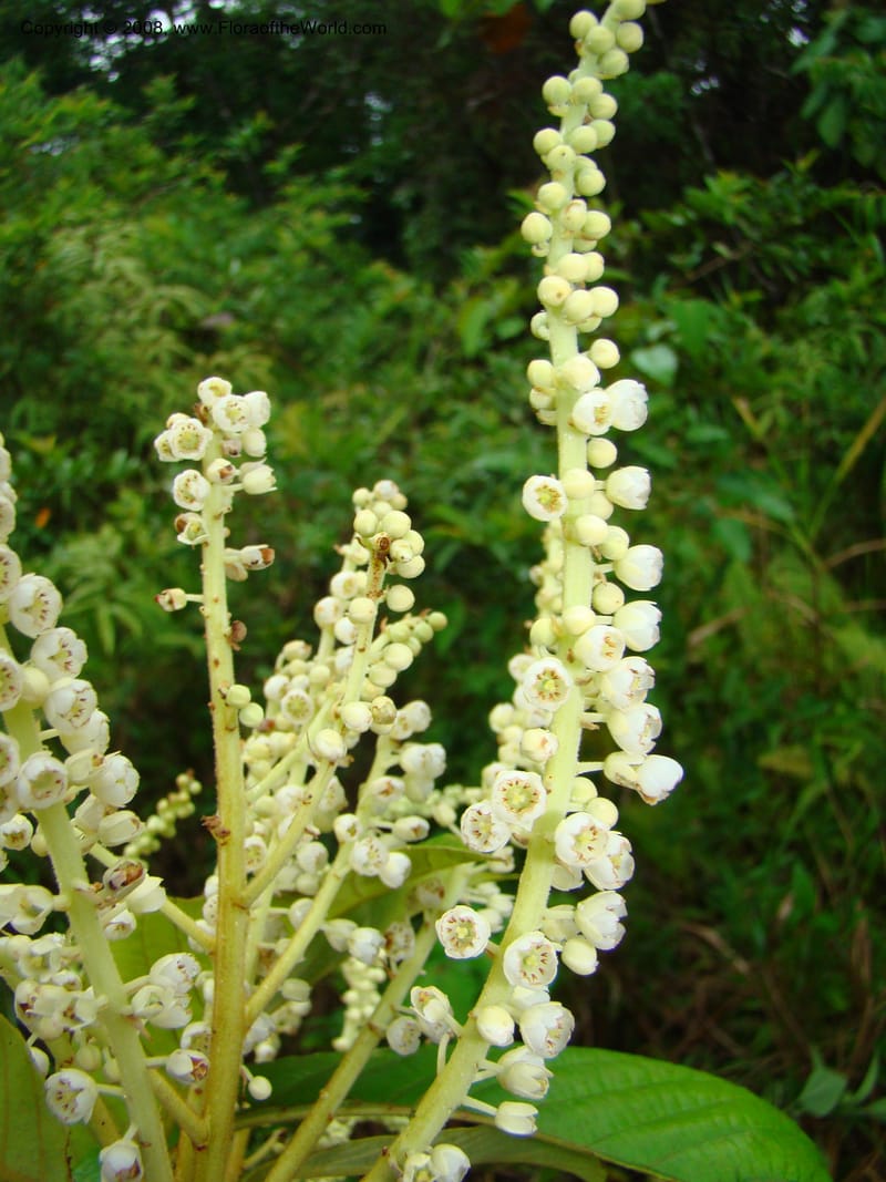 Clethra mexicana, RAguilar11192--Costa Rica. Puntar. Osa. Los Mogos. 17 Apr 08. 444.jpg