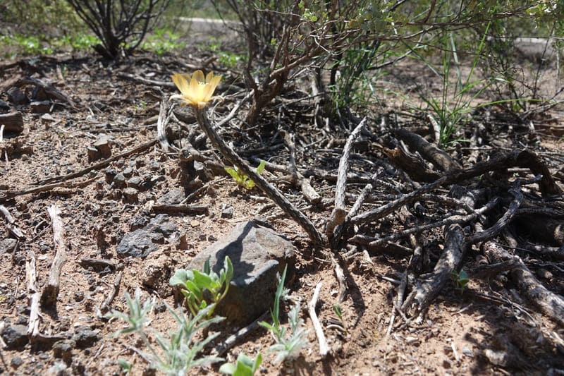 Pterocactus tuberosus--Argentina. Hwy 150, S of Ischigualasto. 7 Feb 2018. DSC09263 (83).JPG