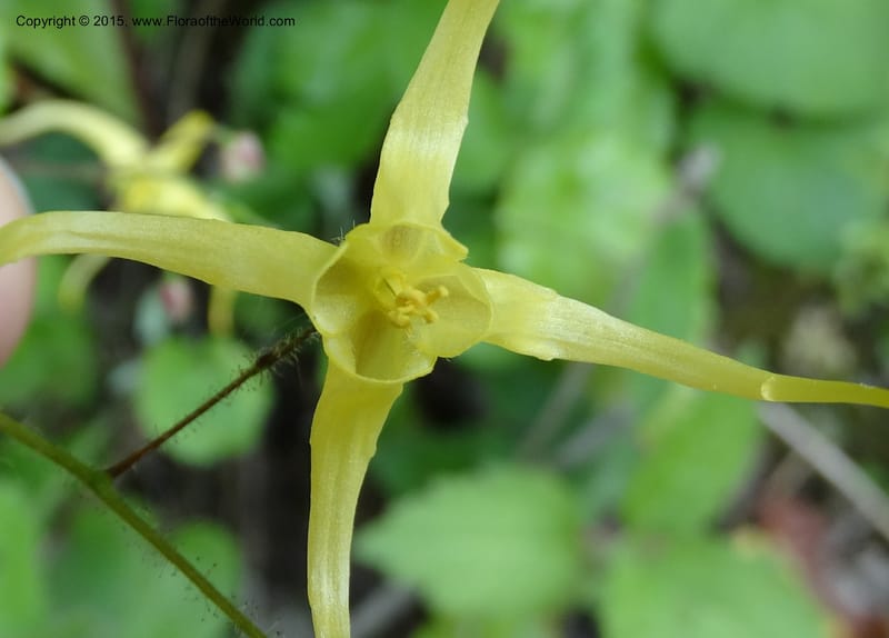 Epimedium, Boufford, D 43586--China. Sichuan. Tudiling Tunnel. 6 May 2014. DSC03860 (192).JPG