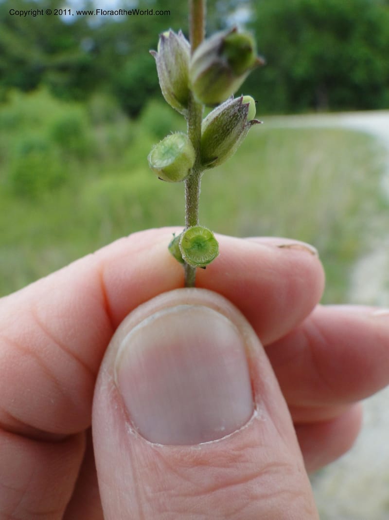 Buchnera americana, Mori, S 27419, USA, North Carolina, Jones Co, Catfish L Rd 10.5 miles from jct with Hwy 58, E of Maysville, 23 May 2010 (22).JPG