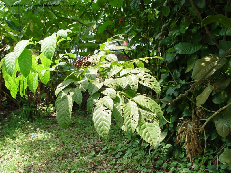 Leea guineensis--Cameroon. Limbe Botanic Garden. 4 Dec 03. 092.jpg