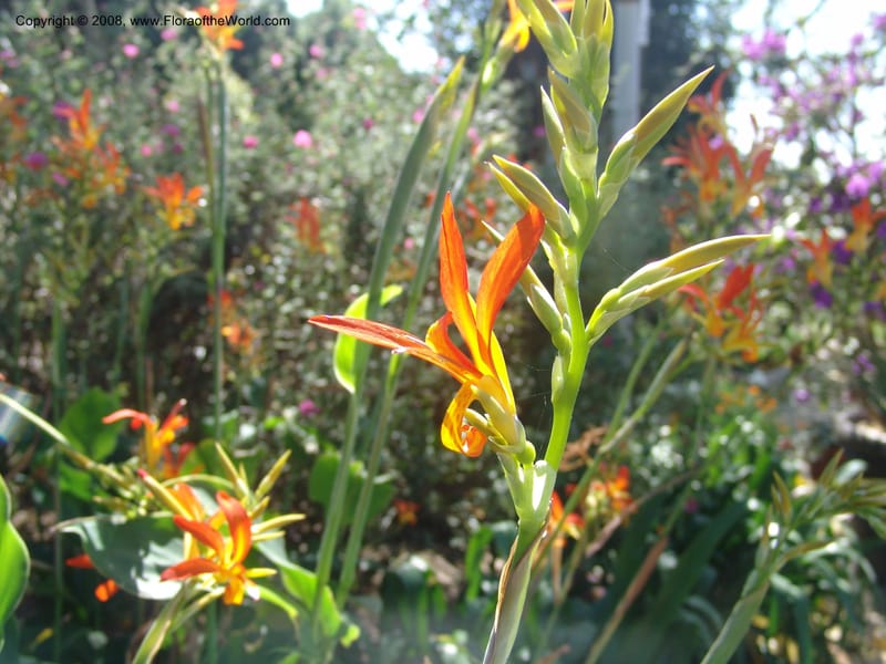 Canna patens--CA. Quail Botanical Garden. 9 Apr 05. 179.jpg