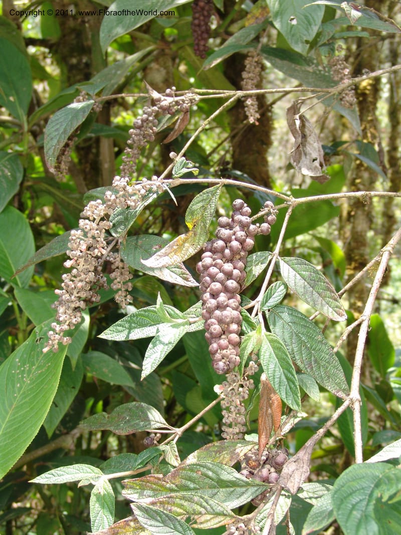 Gonzalagunia dependens, RVasquez 31506--Peru. Prov. Oxapampa. Suiza Nueva,  near Oxapampa. 13 Oct 06. 246 (1).jpg