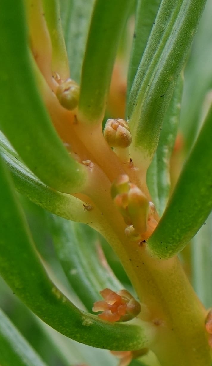 Gyrostemon sheathii, Davidson, C 13516--Australia. W.A. Torndirrup N.P. Frenchman Bay Rd. 30 Oct 2016. DSC06898 (51).JPG