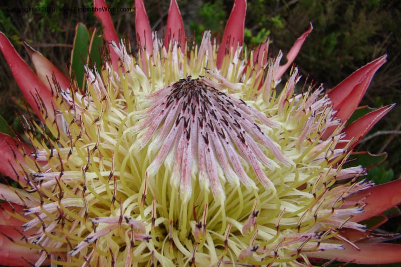 Protea cynaroides, C. Davidson 11499--South Africa. Marloth Nat. Res. Langeberg Mts. 22 Aug 09. 139 (7).jpg