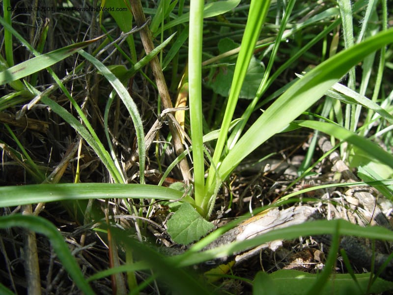 Allium roseum--Spain. Almeria Prv. Cantera de los Yesos, off AL140. 16 Apr 04. 137.jpg
