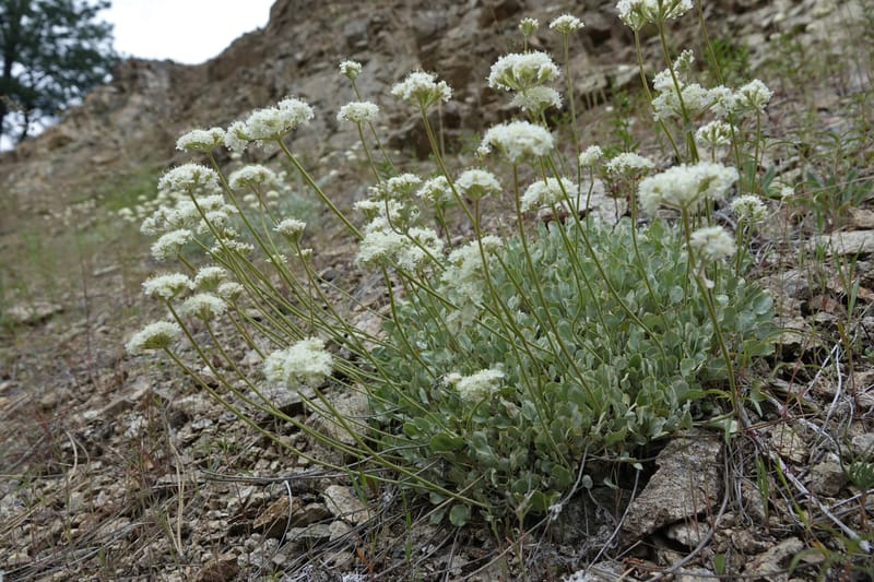 Eriogonum strictum subsp. proliferum, C. Davidson 13 587--ID. Boise Co. Scott Mtn. L.O. Rd. 25 May 2017. DSC00708. JPG (334).JPG
