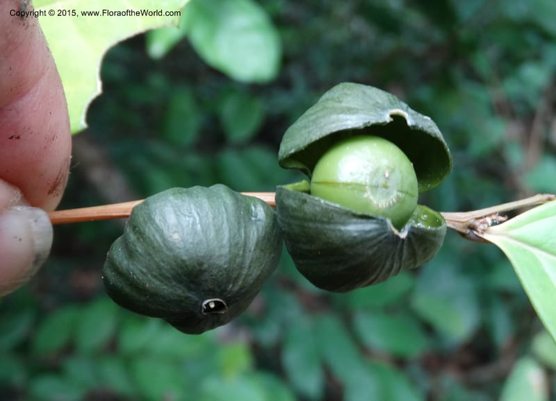Olax, Davidson, C 12344--Cameroon. Mokoko For. Res. 20 Mar 2014. DSC02622 (308).JPG