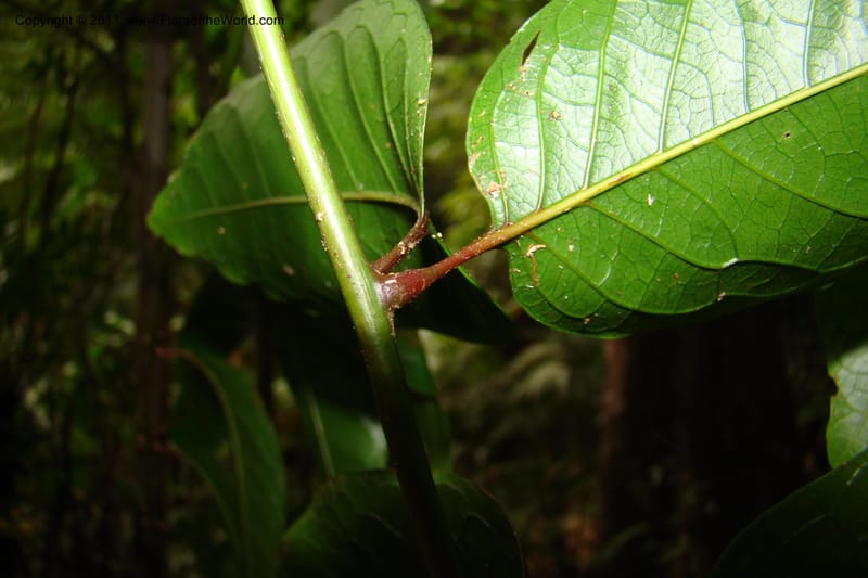 Cupaniopsis, M. Callmander 763--New Caledonia. Mont Koghis. 18 Jan 2010. 002 (90).jpg