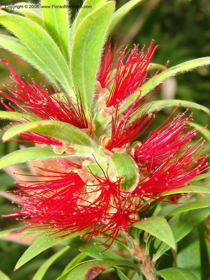 Callistemon comboynensis, s.n.--CA. San Francisco Arboretum. 9 Aug 07. 398.jpg