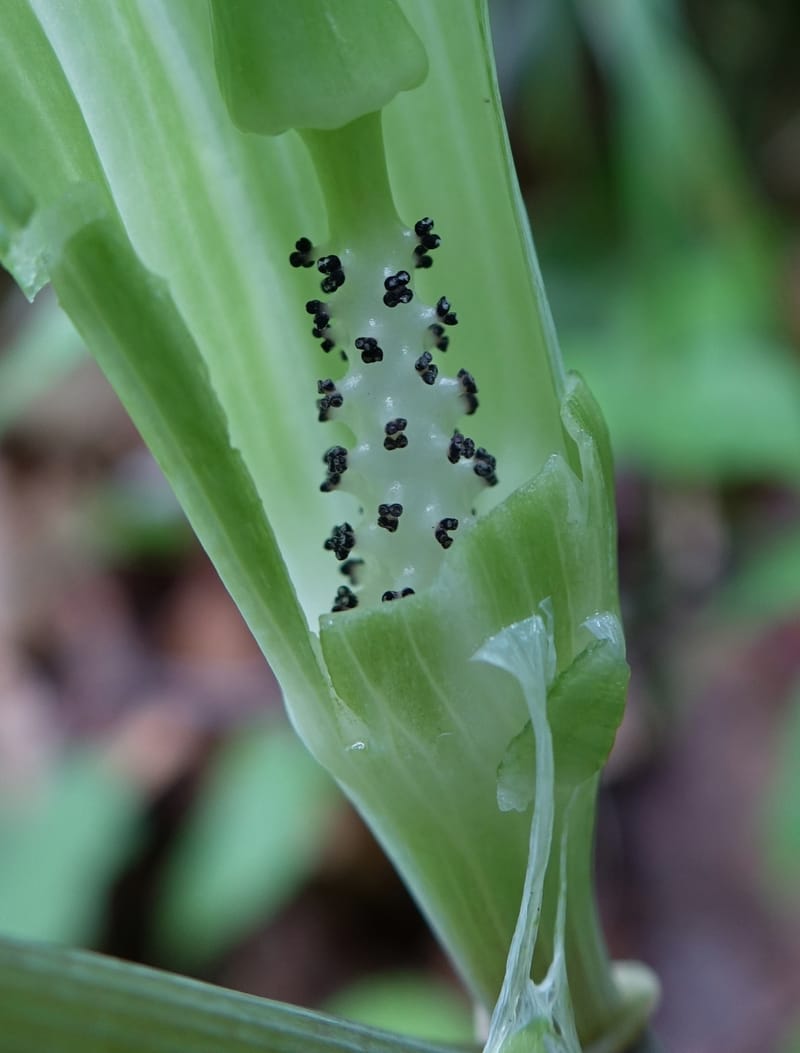 Arisaema amurense var. robustum--Japan. Niigata. Sasagamine. Yu Memidaira. Forest Therapy Trail. 28 May 2016. DSC04970 (5).JPG