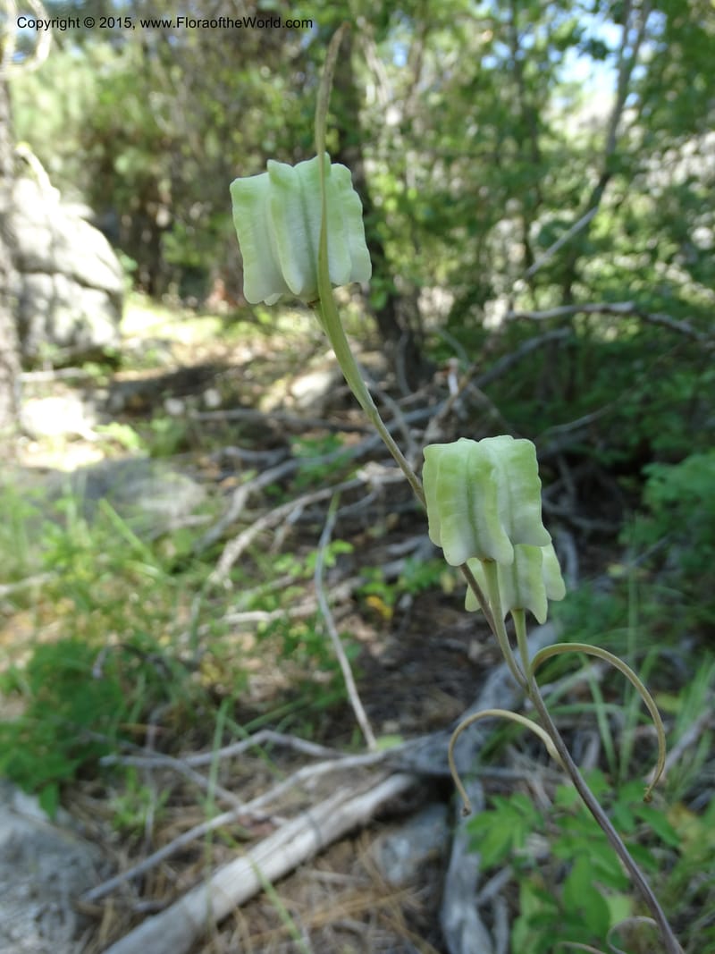 Fritillaria atropurpurea, Davidson, C 12560--Idaho. Valley Co. Payette Lake. Sylvan Beach. 12 Jul 2014. DSC09429 (83).JPG