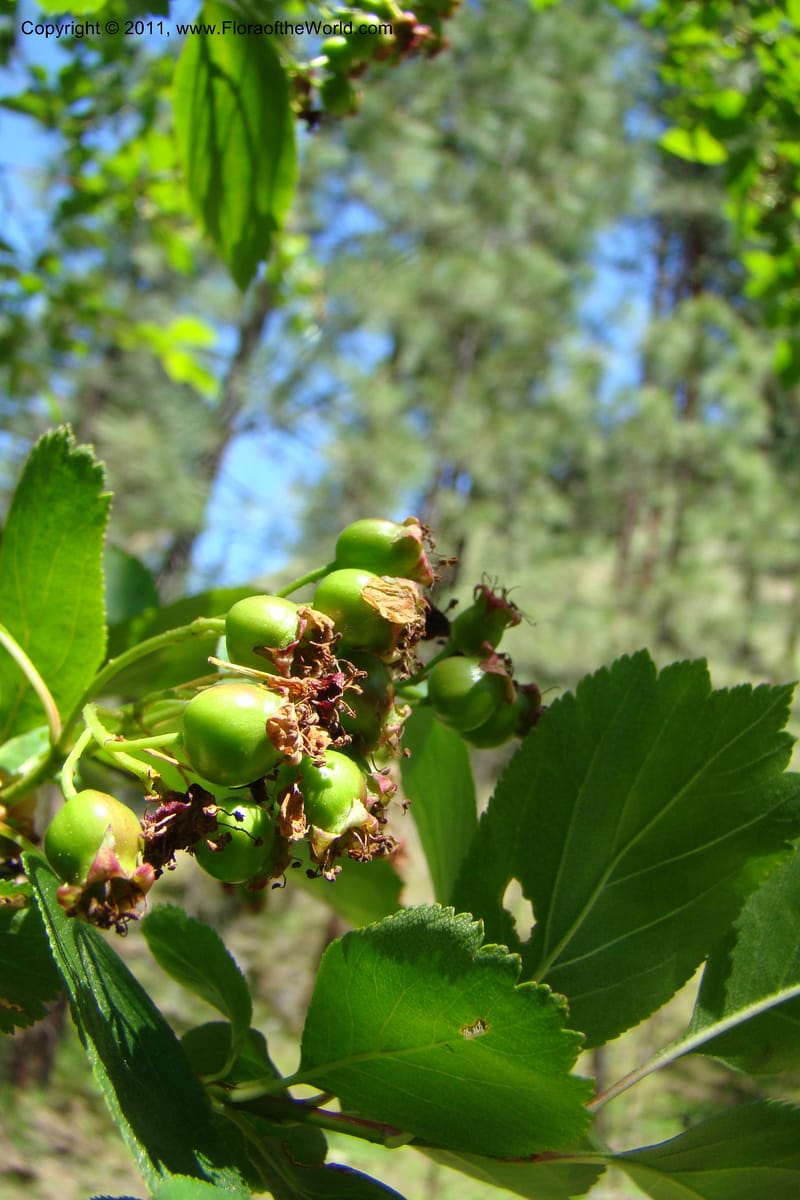 Crataegus douglasii, C. Davidson 11396--Idaho. Idaho Co. Salmon River. Shepp Ranch. 28 May 2009. 092.jpg