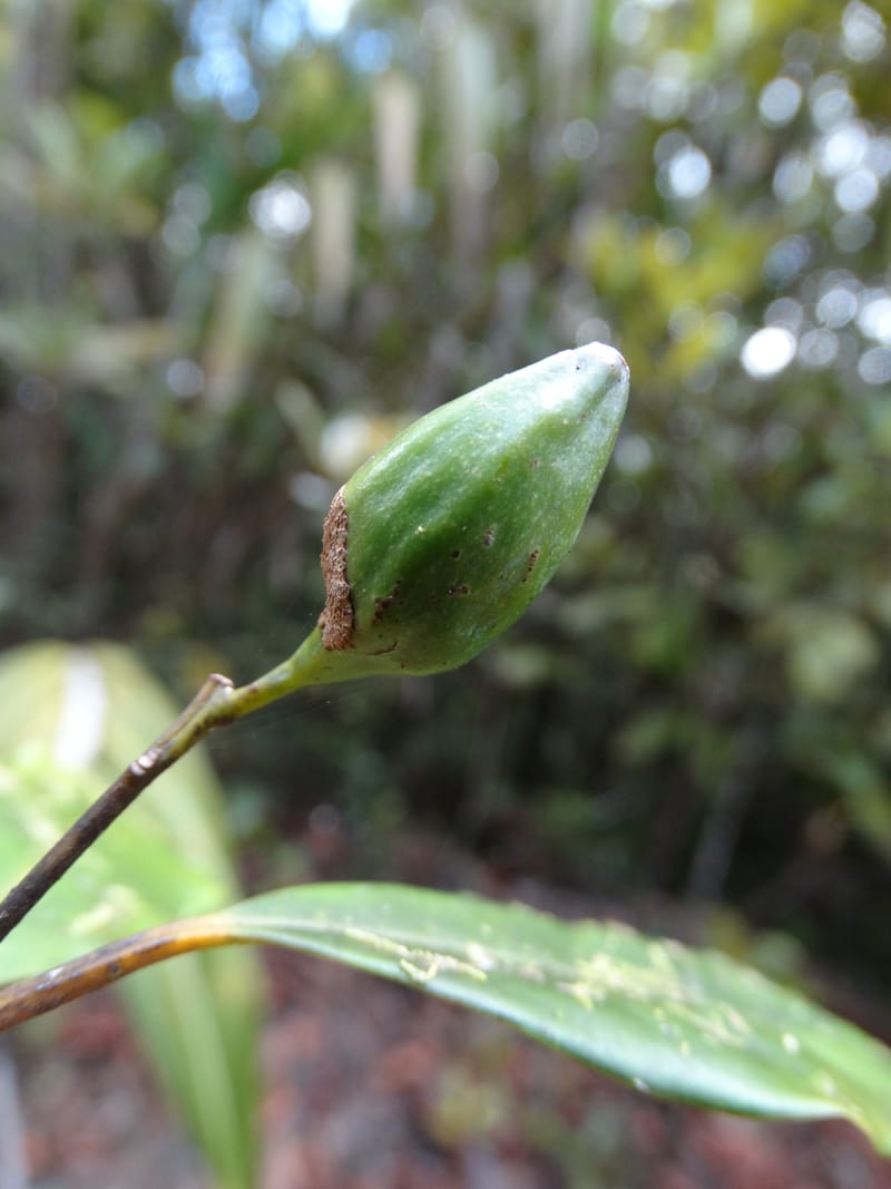 Cryptocarya phyllostemon, Munzinger, J 7408--New Caledonia. Mont Dzumac. 12 Nov 2015. DSC01563 (257).JPG