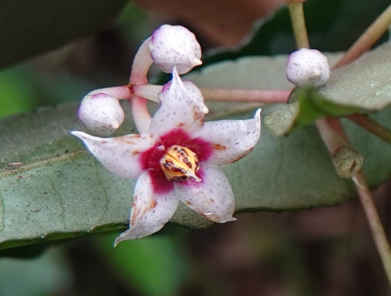 Ardisia virens, D. Boufford 44152--China. Yunnan. Bam Po village. 5 May 2018. DSC02406 (237).JPG
