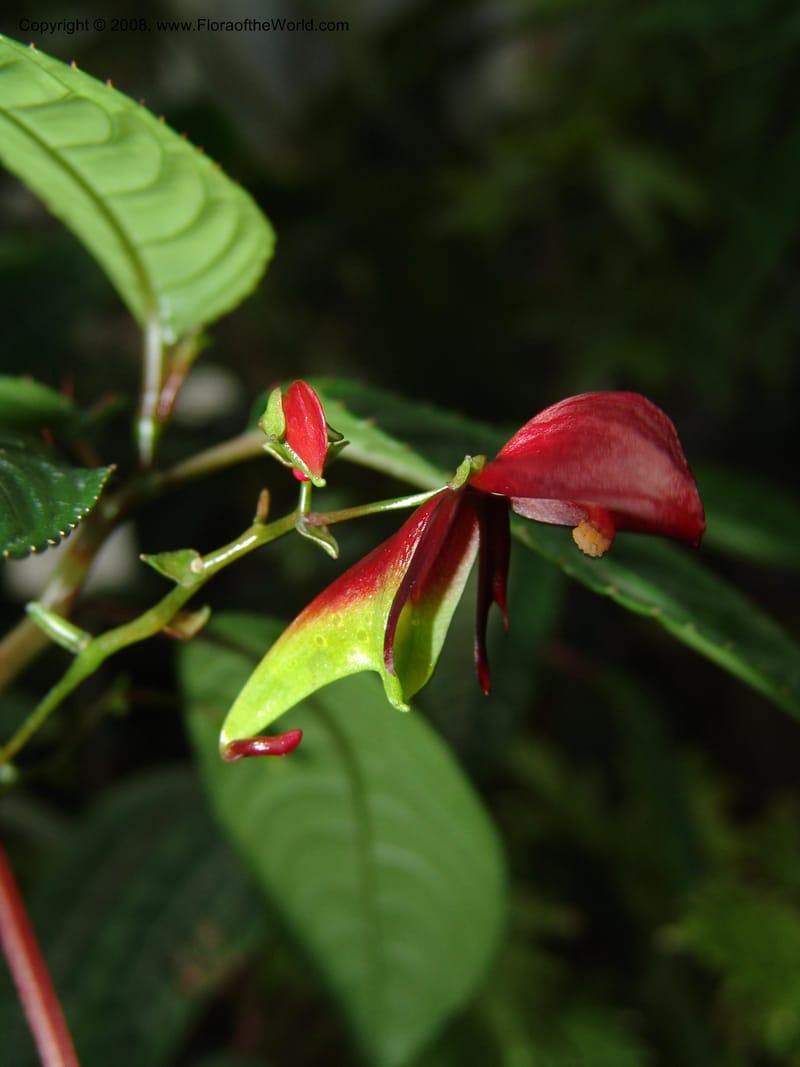 Impatiens hians--France. Nancy. Jard. Bot. Montet. 2 May 05. 178.jpg