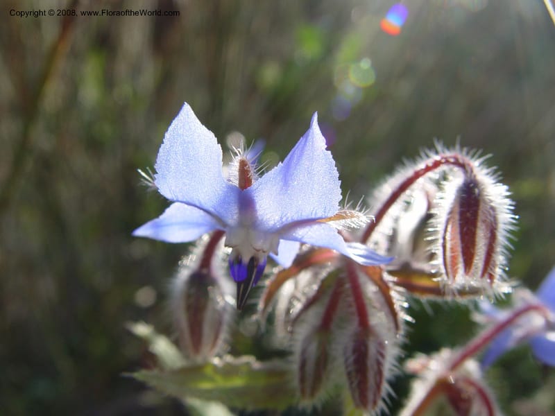 Borago officinalis--Spain. Andalucia. E of Orgiva. Barranco de los Lobos. 14 Apr 04. 066.jpg