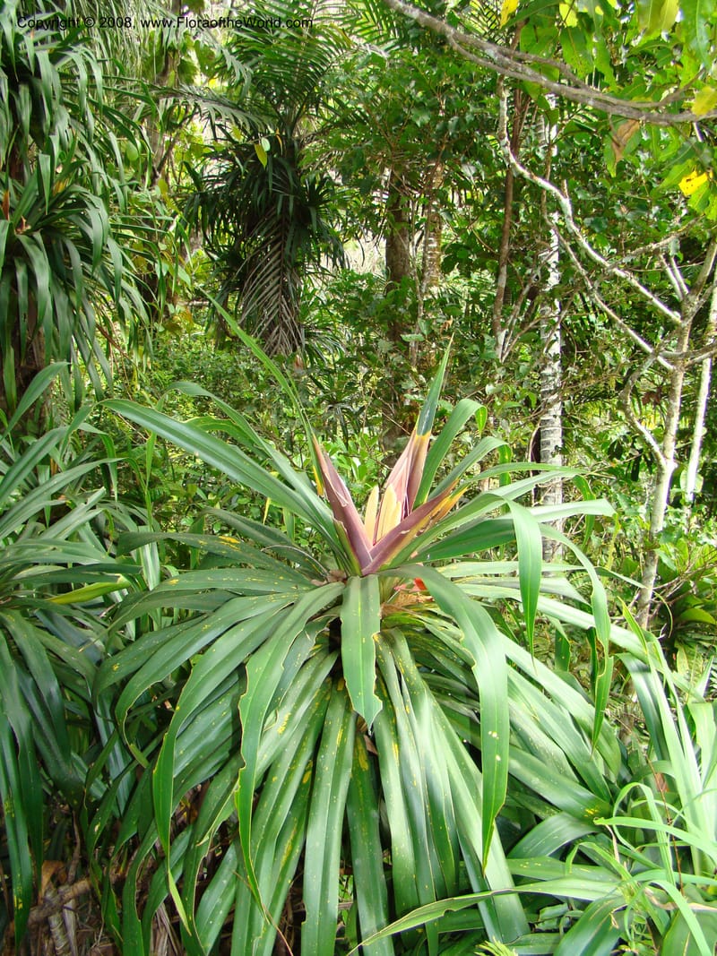 Freycinetia, JMunzinger4780--New Caledonia. Aoupinie. 15 Nov 07. 504.jpg