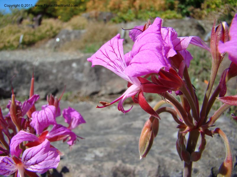 Pelargonium endlicherianum, 36072-0653-2001--Canada. BC. Univ. BC Bot. Garden. 27 Jul 08. 579.jpg