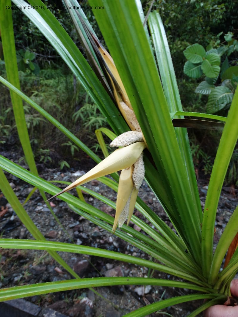 Pandanus borneensis, Callmander, M 1185--Sabah. G. Silam. 1 Oct 2014. DSC00937 (162).JPG