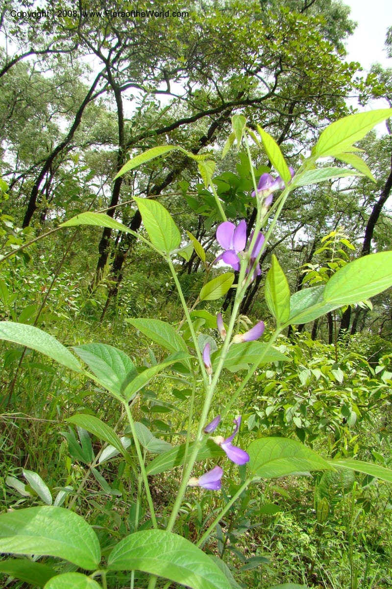 Dolichos kilimandscharica ssp. k., RGereau6999--Tanz. Mbeya R. Distr. Pungaluma Hills. 23 Jan 08. 206.jpg