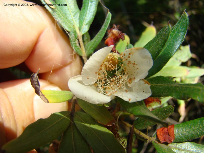 Eucryphia moorei--Australia. Royal Botanic Garden, Melbourne. 19-20 Mch 08. 072.jpg