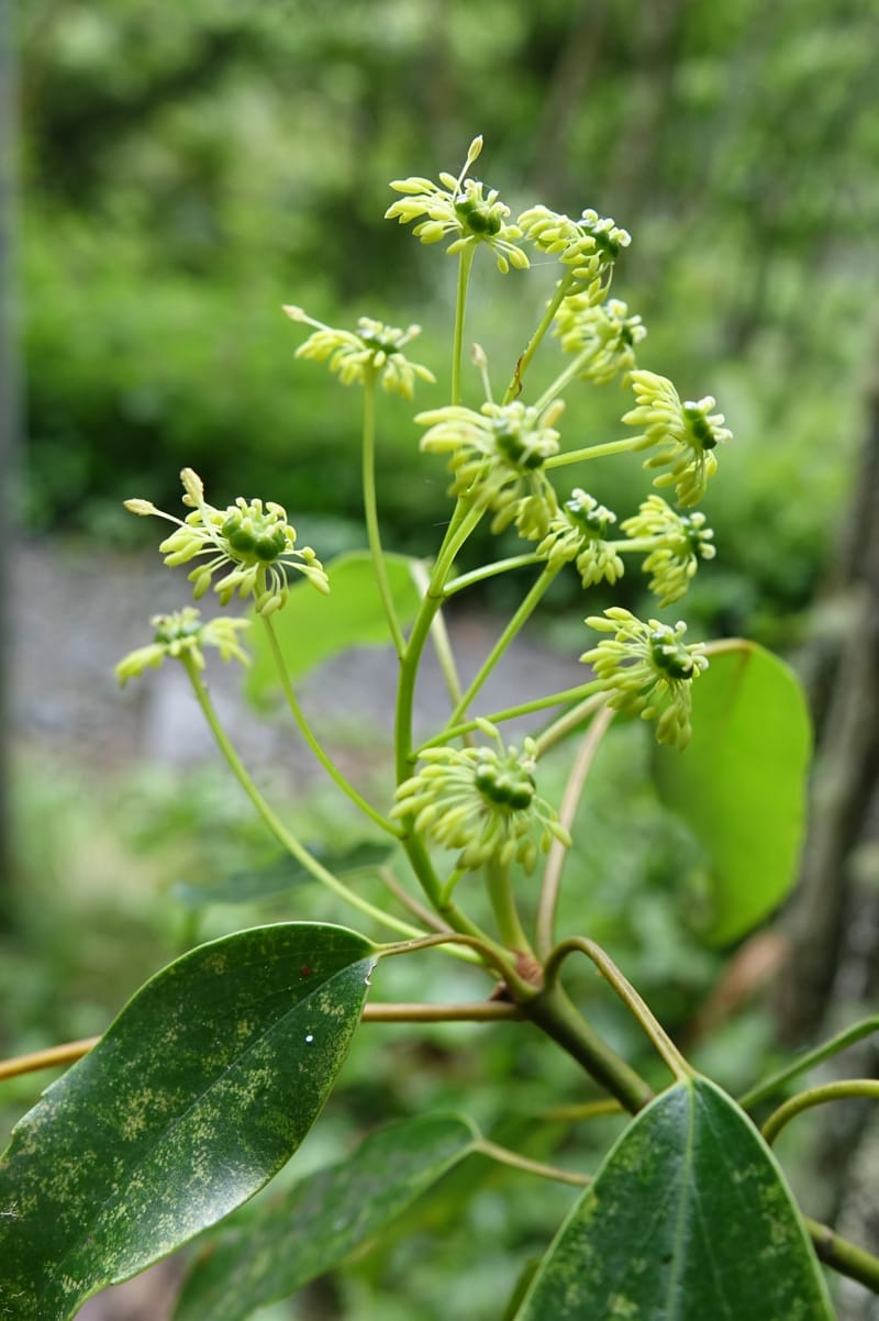 Trochodendron aralioides, Tseng Yu-Hsin 1327--Taiwan. Taroko Nat. Park. Mt. Bilu Trail. 21 May 2016.  (37).JPG