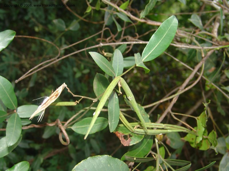 Secamone alpinii--So.Africa. Mpumal. Buffelskloof Private Nat. Res. 17 Mch 05. 142.jpg