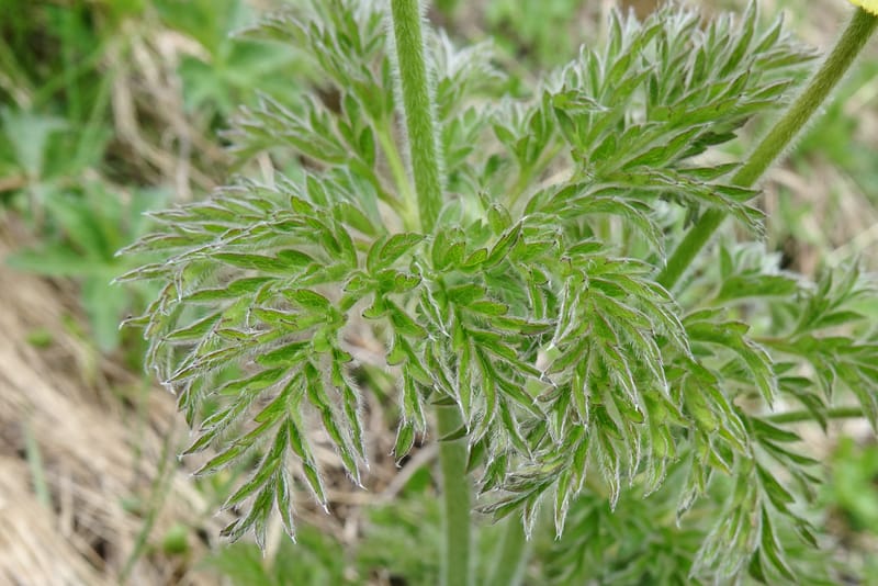 Pulsatilla alpina, Davidson, C 13235b--Switzerland. N of Hotel Belvedere on Grimselpass rd. 1 Jul 2016. DSC07465 (19).JPG