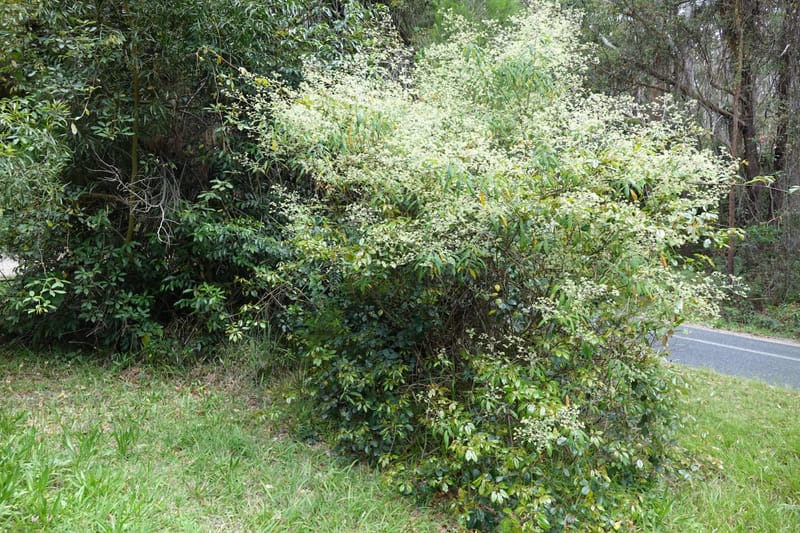 Astrotricha latifolia, Davidson, C 13352--Australia. Qld. Springbrook R (22).JPG